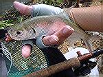 Caught it along a small stretch of Mangroves on a fast sink epoxy charlie. 