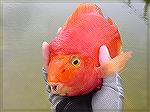 A Red Parrot Cichlid on the mono eye dragonfly nymph.