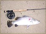 Here a nice table size barramundi taken by the pink thing.

Best Regards.
Jim