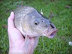 Here's the close up of the 1st Carp I hit on Mono Thorax Dragonfly nymph.