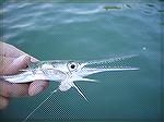 Here's the needlefish I have landed with a muddler. 