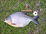 Here a Pacu landed with an 0ught wt set.

