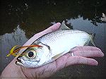Here a baby Indo Pacific tarpon from the Marsh.
