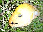 Here's a total Orange Cichlid - &quot;LouHan&quot; in Chinese caught as we used to address them.  

 