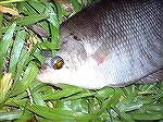 A stripped Gourami on Black Stimulator