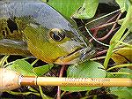 Peacock Bass on Hopper