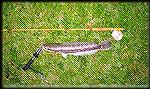 My first snakehead on my 3wt fibreglass rod!