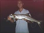 Little herring that took my tarpon fly at sundown. Put up a magnificent fight on my 3 wt.