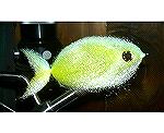  I crafted this FLY,cause Im heading out looking for BLUEFIN TUNA on a FLY. will be CHUNKING  an this should work great Ive done up a couple DOZ expect to LOOSE a bunch.
hook is 8/0
material is NEER