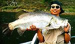 37 pound Barra caught at Peter Faust Dam near Proserpine Queensland, Australia