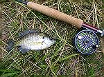 First catch of the day. A Small Blue Gill on a 3 wt. Caught on a bead head nymph I found on my buddy's Drive way this morning when I picked him up. I used it just to have fun of him! It was his fly he