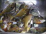 2 Stringers full of Blue Gill, Oh and a couple of Crappie! Fish fry will be good!