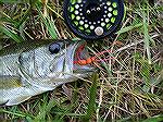 A little Buck Bass on a Red Foam Bug