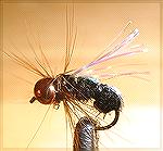 drownedhorsefly2