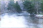 Little Manistee River, MichiganMichigan Spring SteelheadHal Eckert