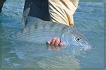 A nice Bonefish from our last trip to Ascension Bay